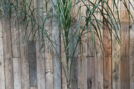 Syagrus Romanzoffiana / Arecastrum R. (Königinnenpalme)