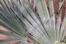 Brahea Armata – Blauwe Hesperpalm