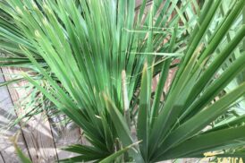 Brahea Edulis (Guadalupe palm)