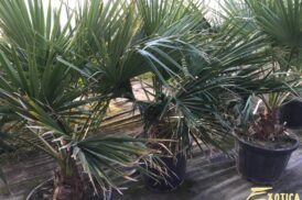 Brahea Edulis (Guadalupe-Palme)