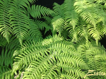 Cyathea Australis (Rauer Baumfarn)