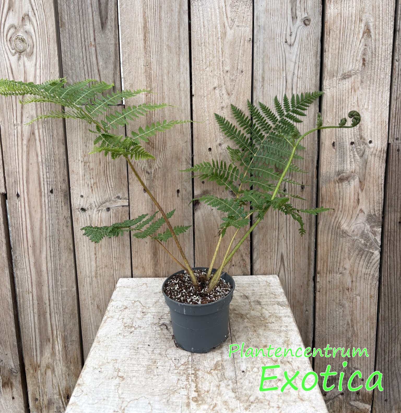 Cyathea Medullaris
