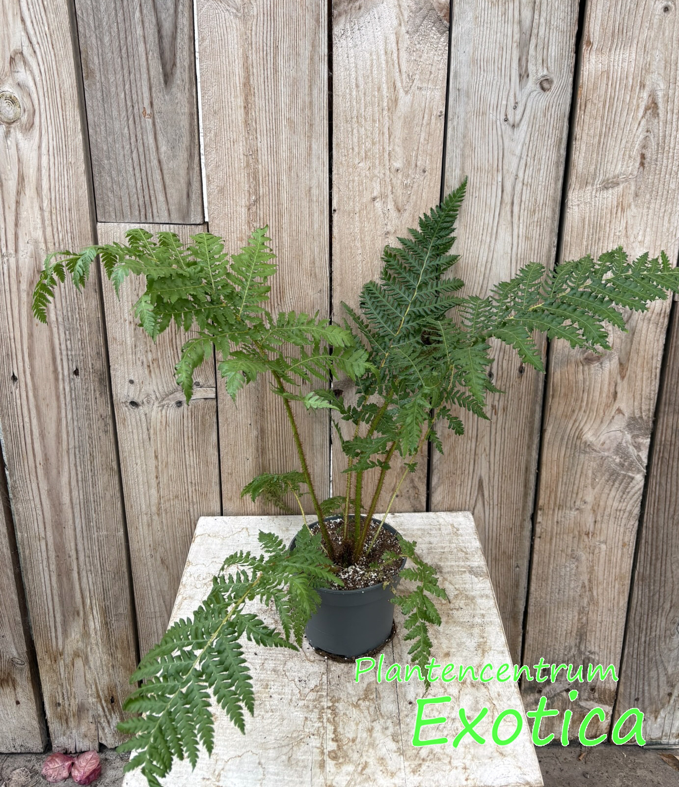 Cyathea New Caledonian Red