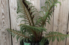 Cyathea Tomentosissima