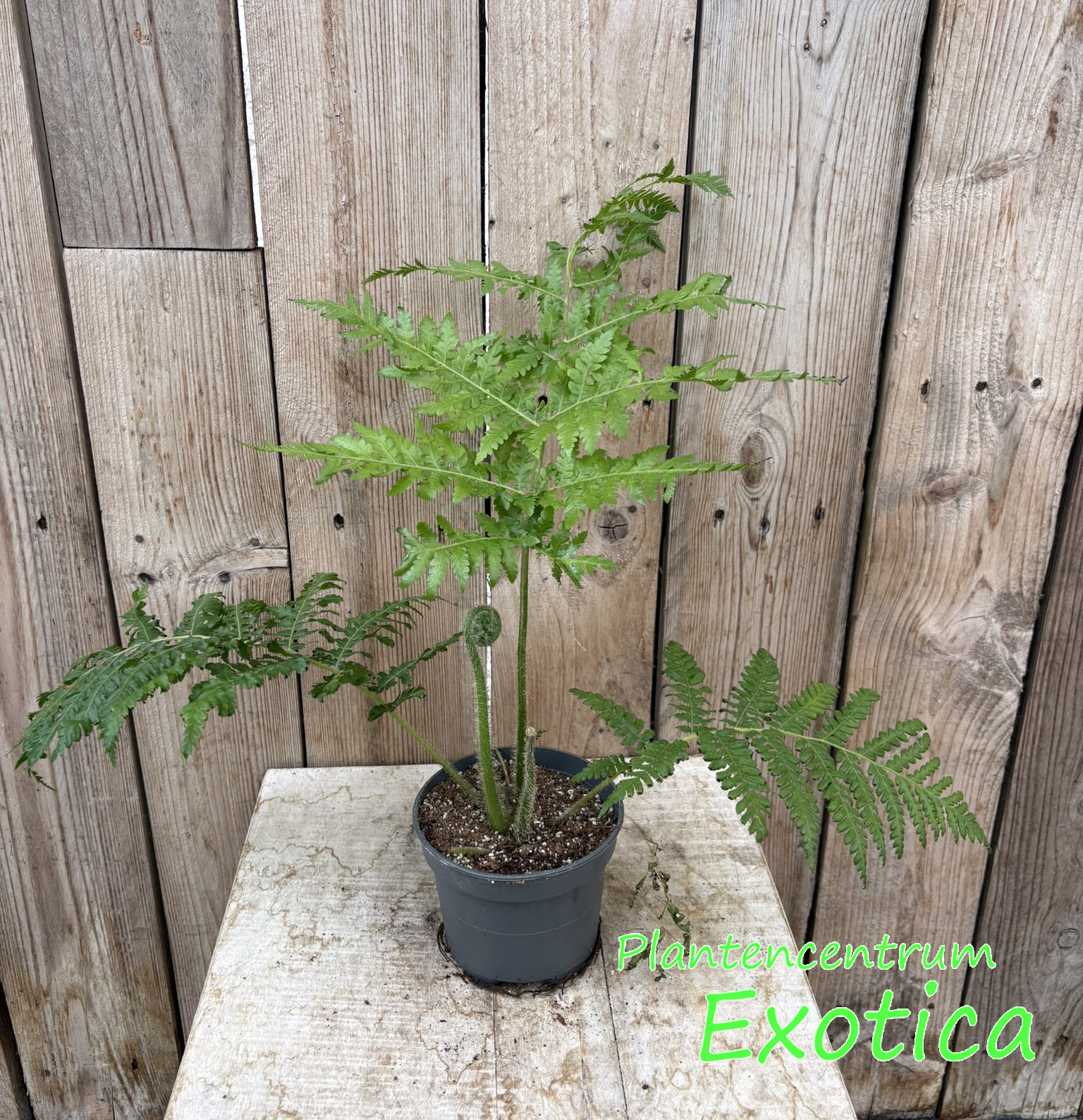 Cyathea Aussie Larrikin (C. Cooperi x C. Brownii)