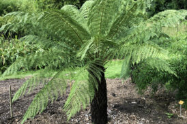 Dicksonia Antarctica (Stämme) (Nackte Wurzeln)