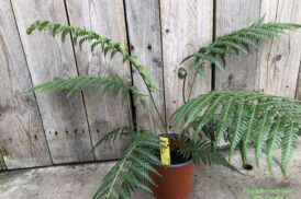 Cyathea sellowiana