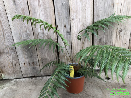 Dicksonia sellowiana