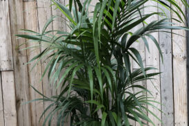 Howea Forsteriana – Kentia palm