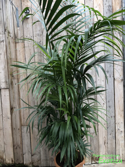 Howea Forsteriana - Palmier Kentia