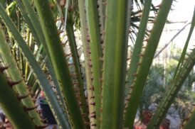 Livistona Australis – Australian Cabbage Palm