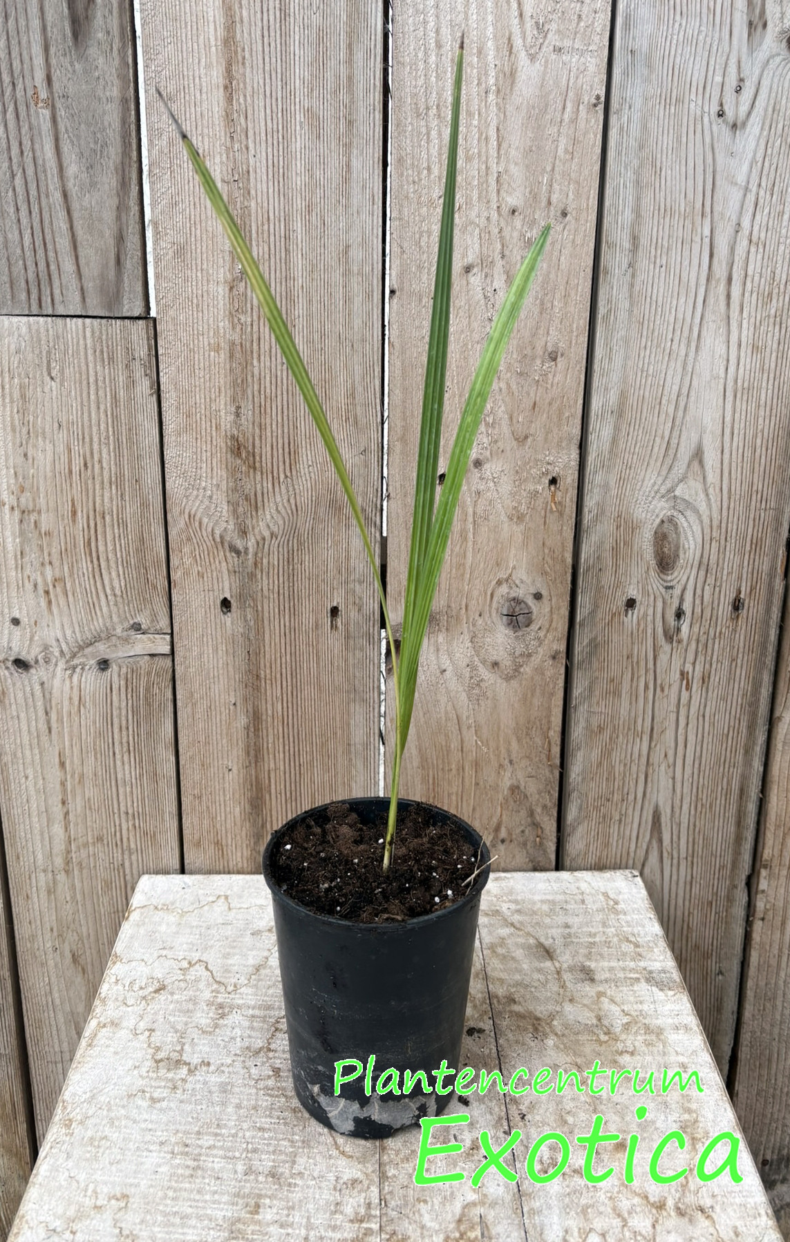 Phoenix Dactylifera - Dadelpalm - Eetbaar