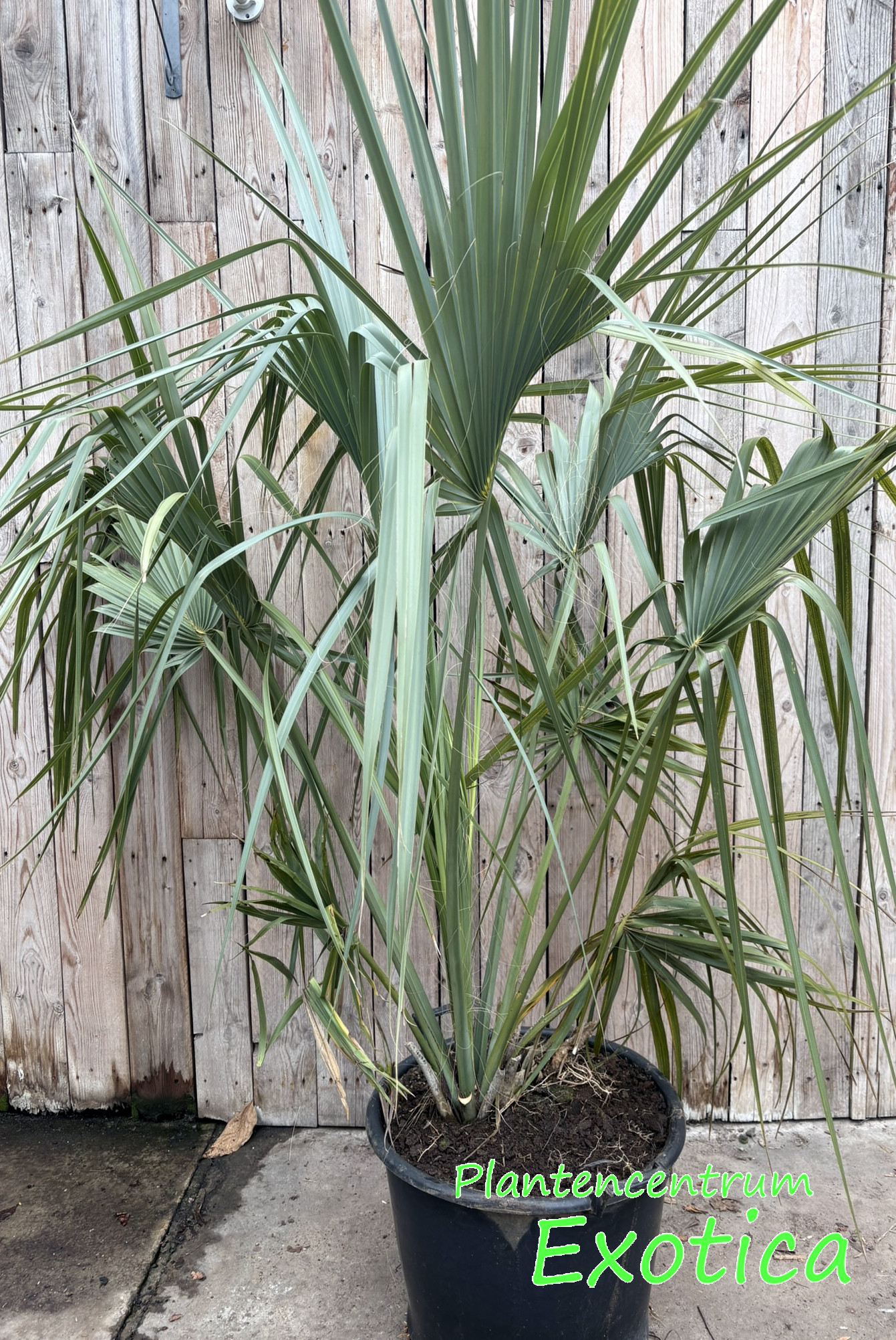 Sabal Minor - Dwergpalmetto - Afbeelding 2