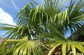 Trachycarpus Fortunei – Chinese waaierpalm