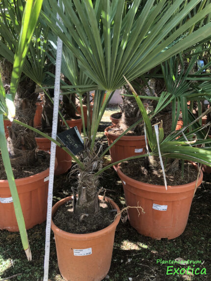 Trachycarpus Fortunei - Chinesische Fächerpalme – Bild 11