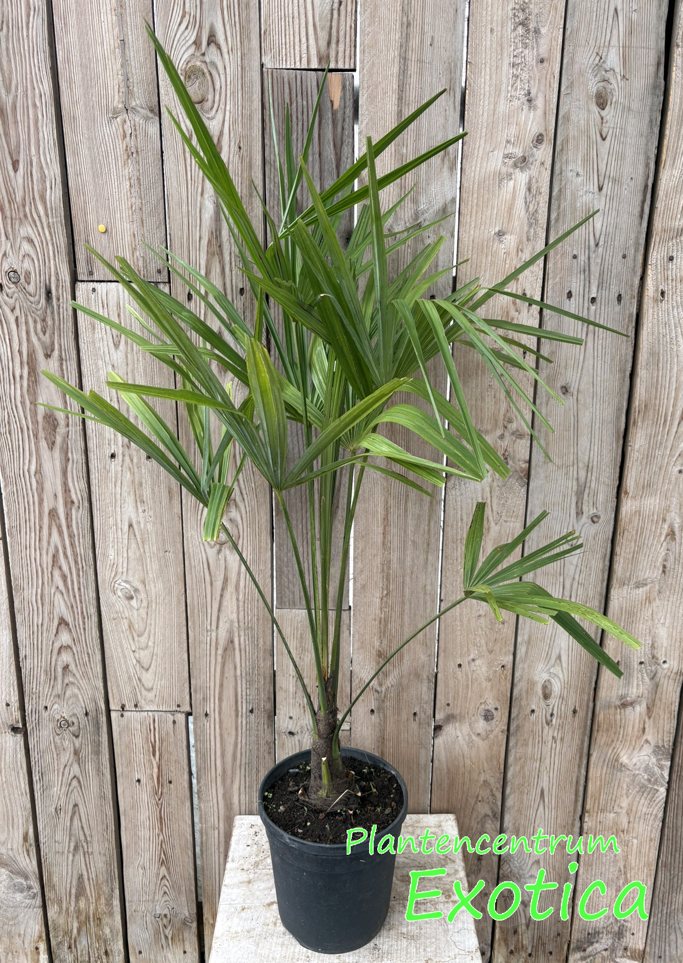 Trachycarpus Fortunei - Chinese waaierpalm - Afbeelding 15