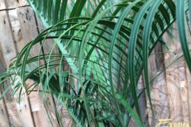 Dypsis Decaryi – Dreieckige Palme