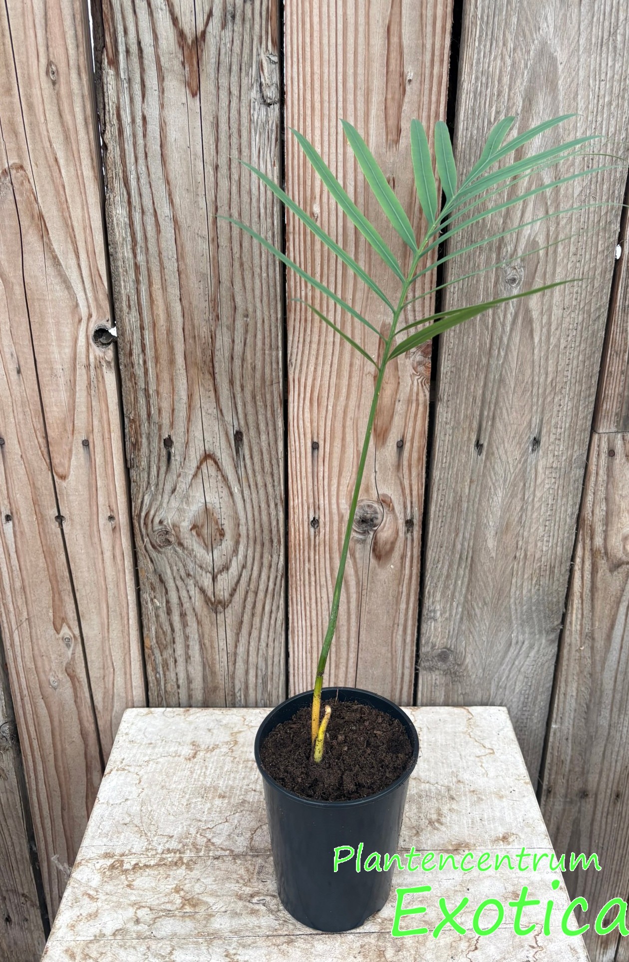 Cycas rumphii – Image 4