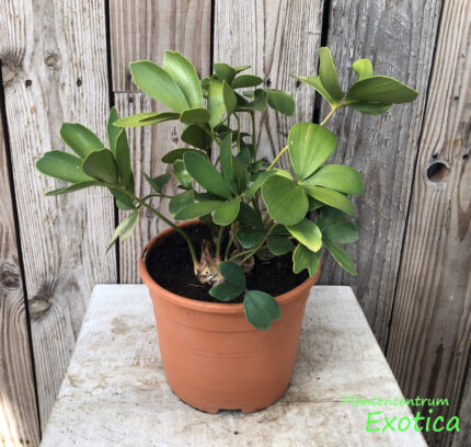 Zamia Furfuracea – Image 2