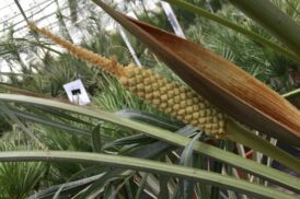 Allagoptera arenaria (Küstenpalme)
