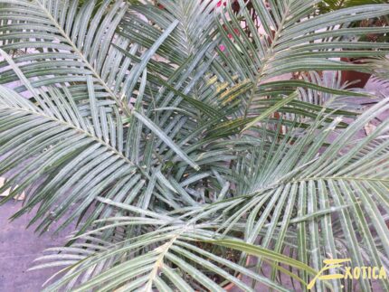 Cycas circinalis
