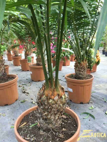 Cycas circinalis - Image 2