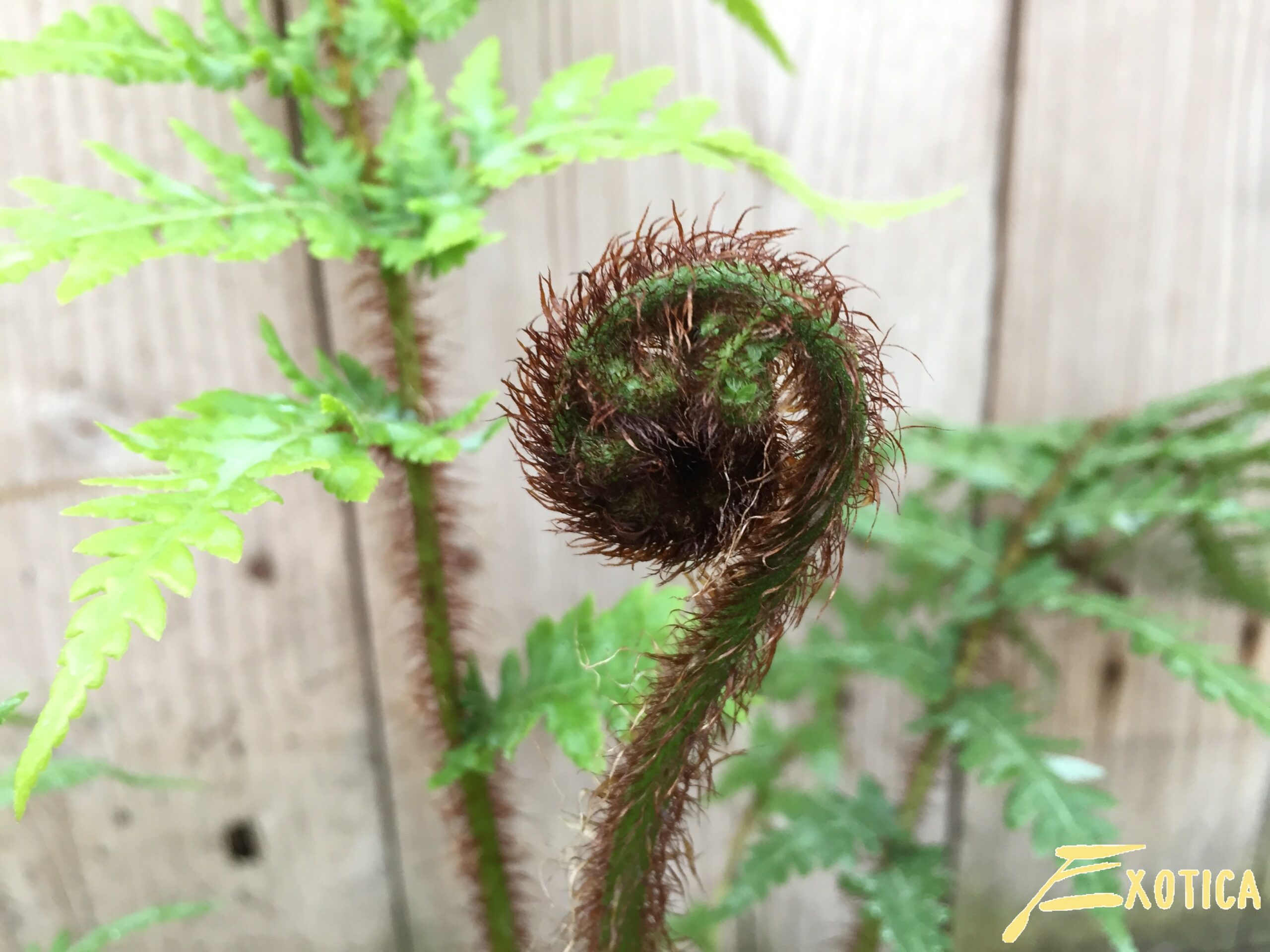 Cyathea Cooperi Treefern Plantencentrum Exotica