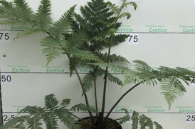 Cyathea ‚Blauer Stiel‘