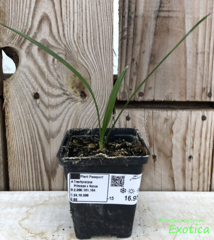 Trachycarpus princeps x nanus