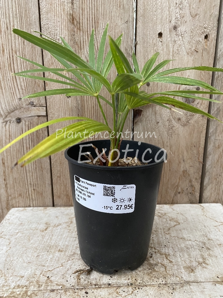 Trachycarpus princeps x fortunei