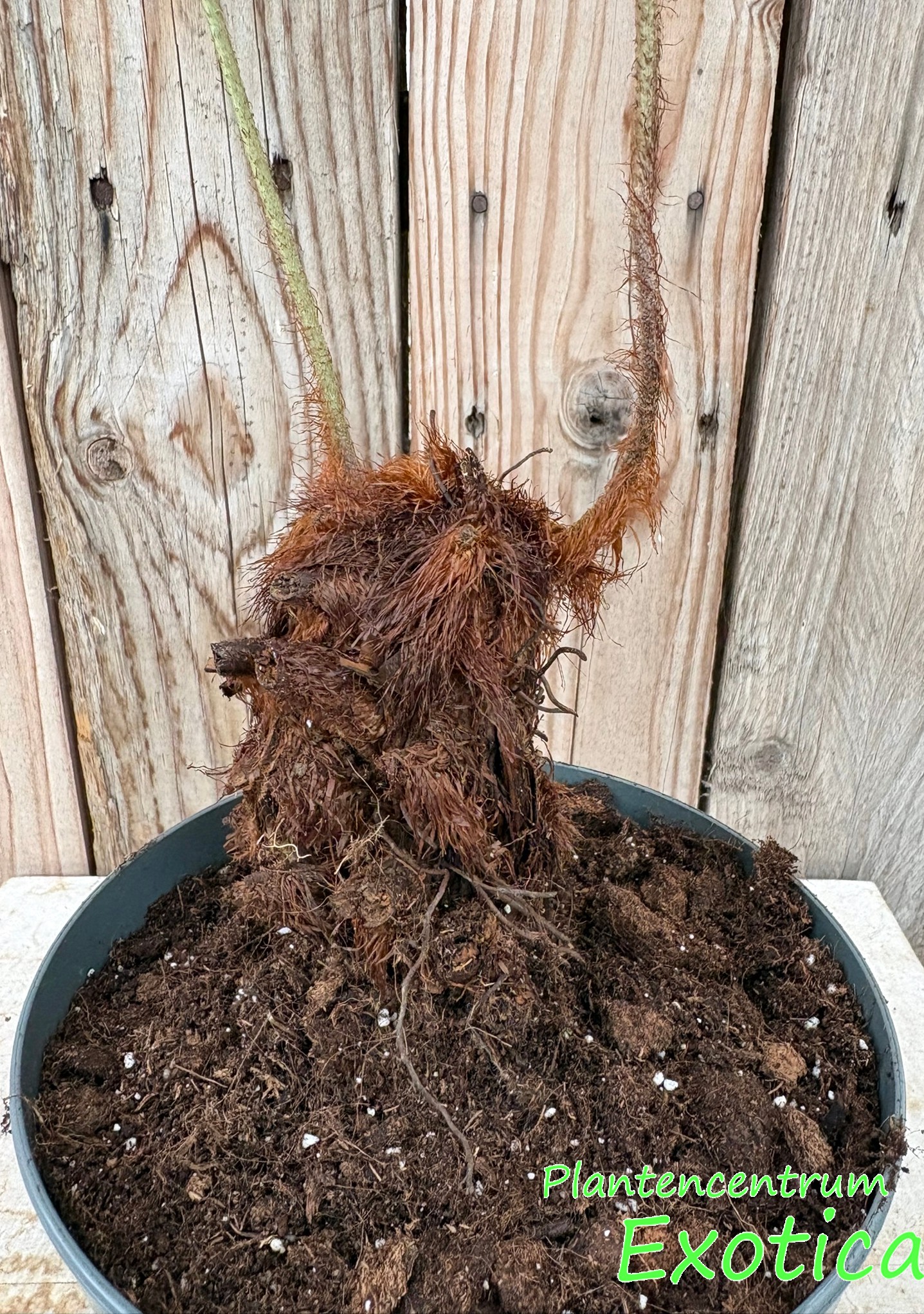Polystichum rufopaleaceum