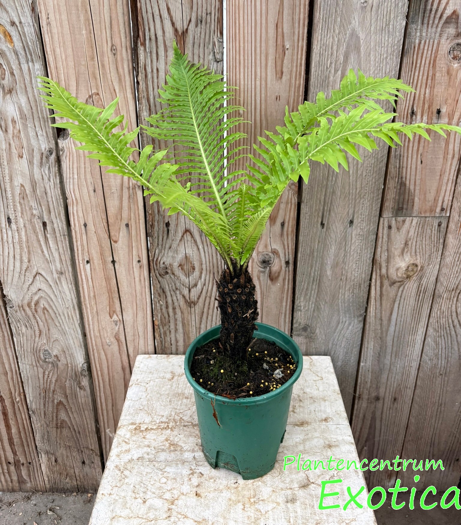 Blechnum orientale linn – Bild 2