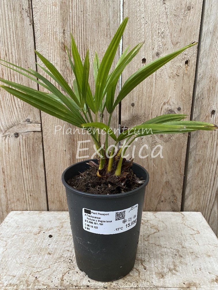 Trachycarpus Fortunei x Wagnerianus
