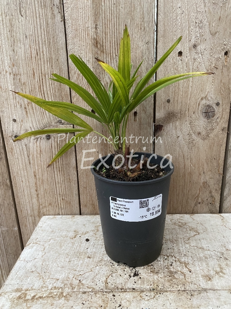 Trachycarpus Fortunei x Nanus