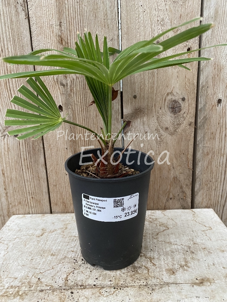 Trachycarpus Fortunei x Princeps