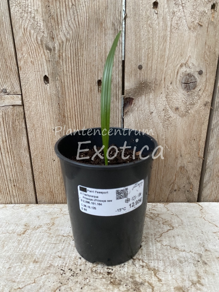 Trachycarpus Princeps x Princeps 'New'