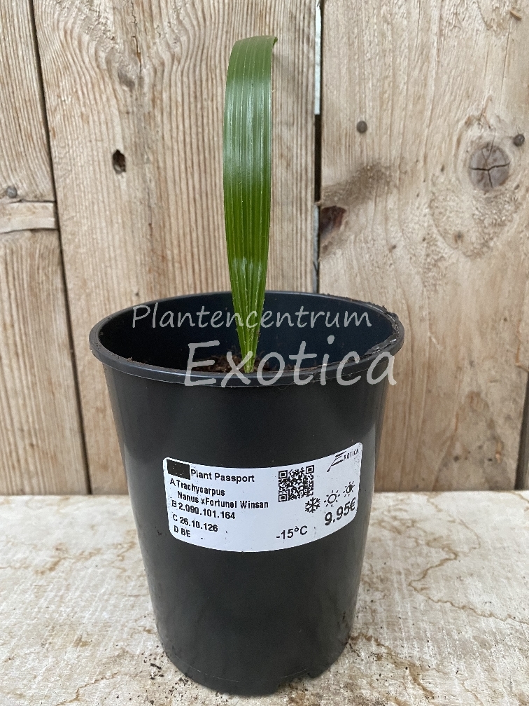 Trachycarpus Nanus x Fortunei 'Winsan'
