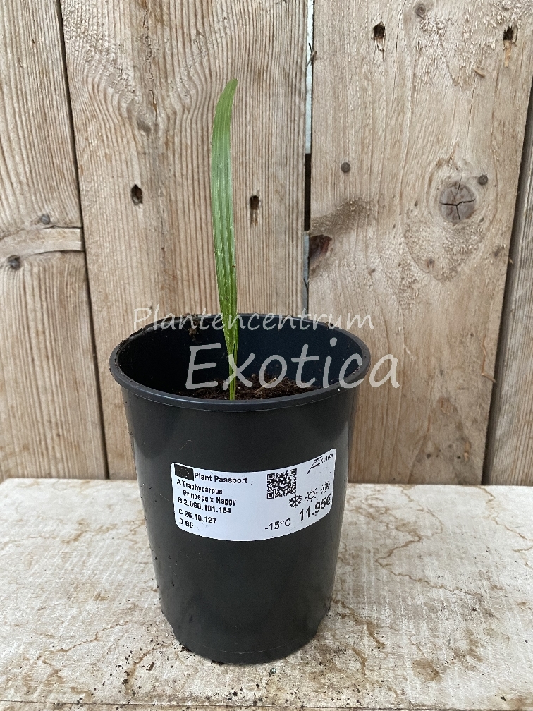 Trachycarpus Princeps x Naggy
