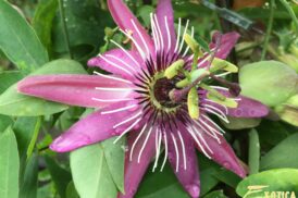 Passiflora xViolacea ‘Eynsford Gem’