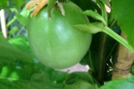 Passiflora Edulis – eetbare passievrucht