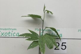 Passiflora Edulis f. Flavicarpa