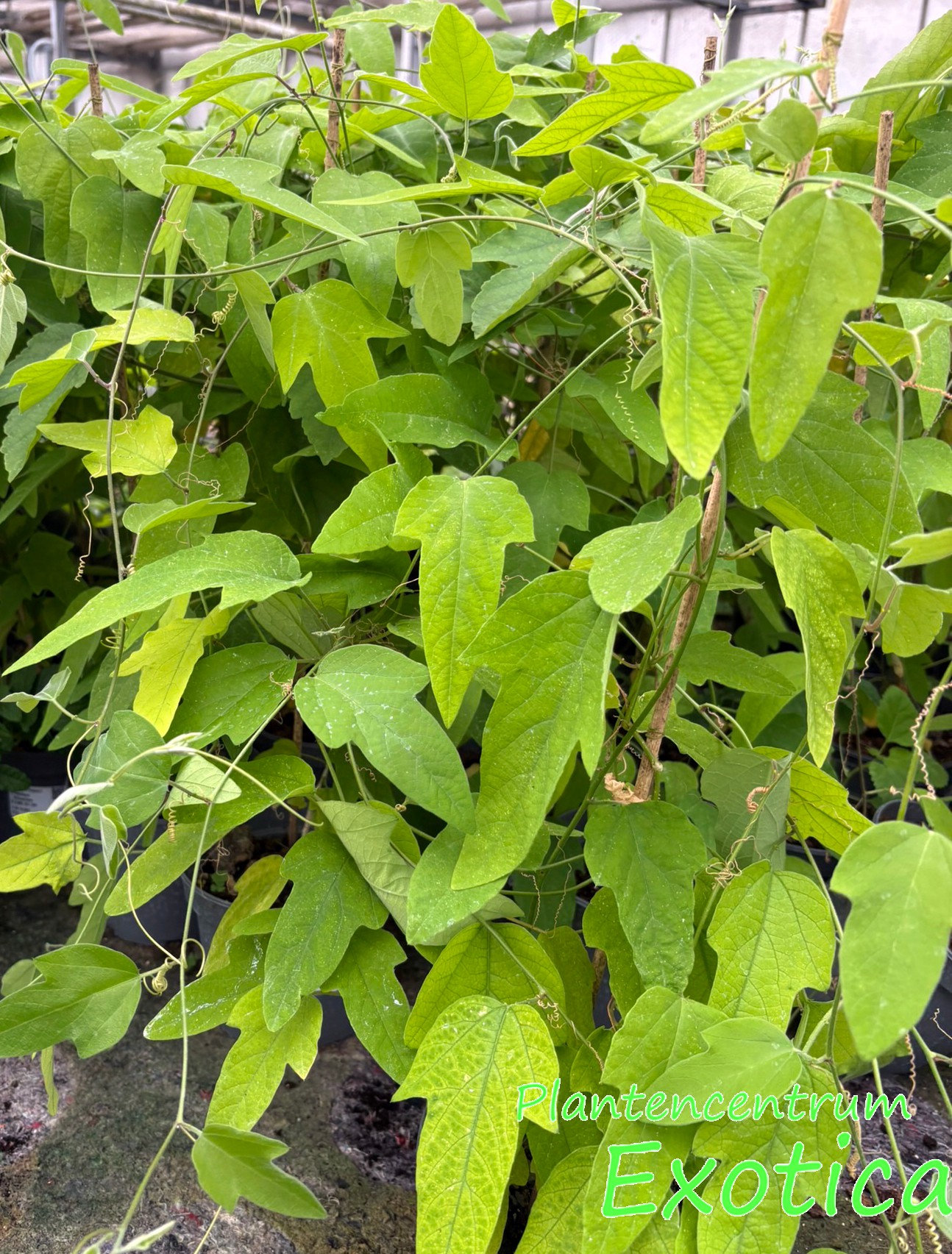 Passiflora Holosericea