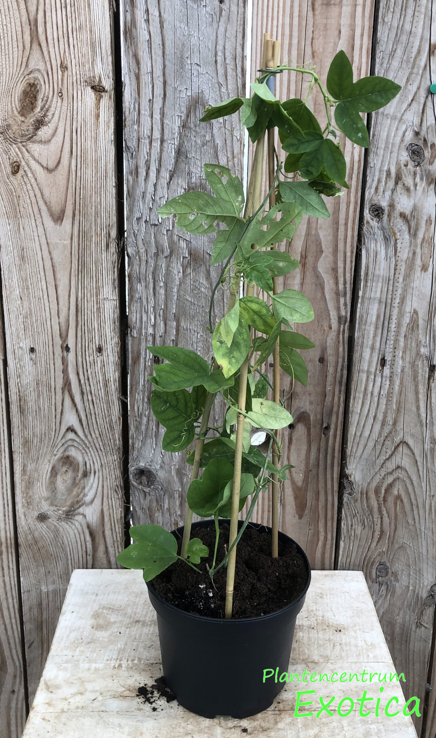 Passiflora xBelotti 'Impératrice Eugénie' – Image 2