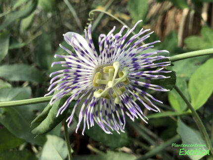 Passiflora Naviculata