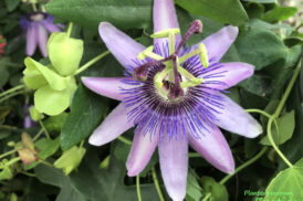 Passiflora Star of Bristol