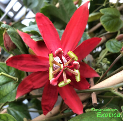 Passiflora Coccinea - Vitifolia