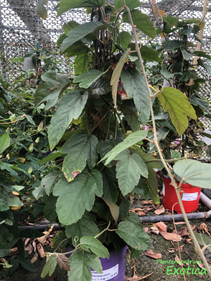 Passiflora Coccinea - Vitifolia – Bild 3