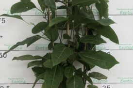 Passiflora Ligularis – Granadilla