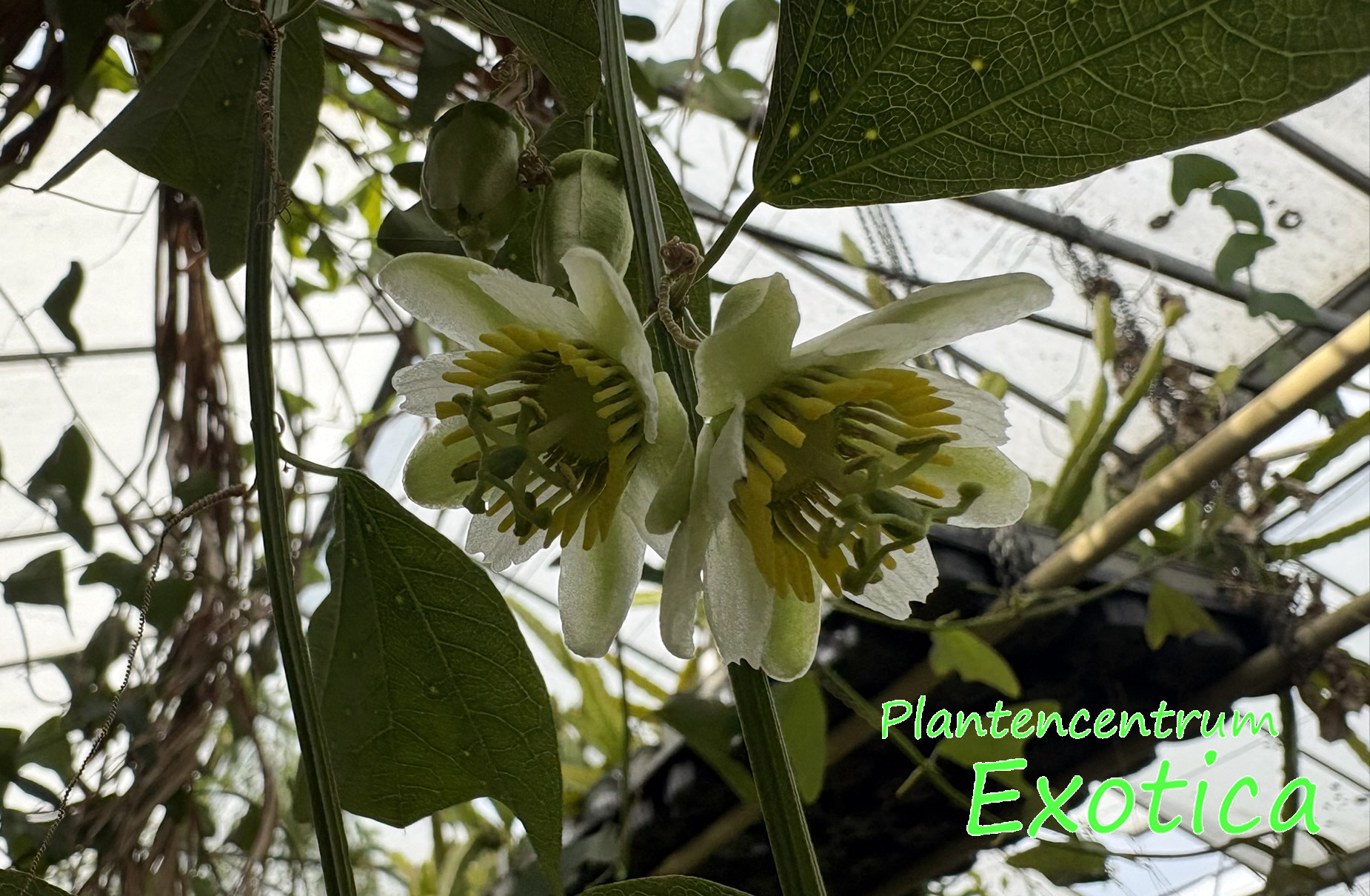 Passiflora Biflora - Afbeelding 3
