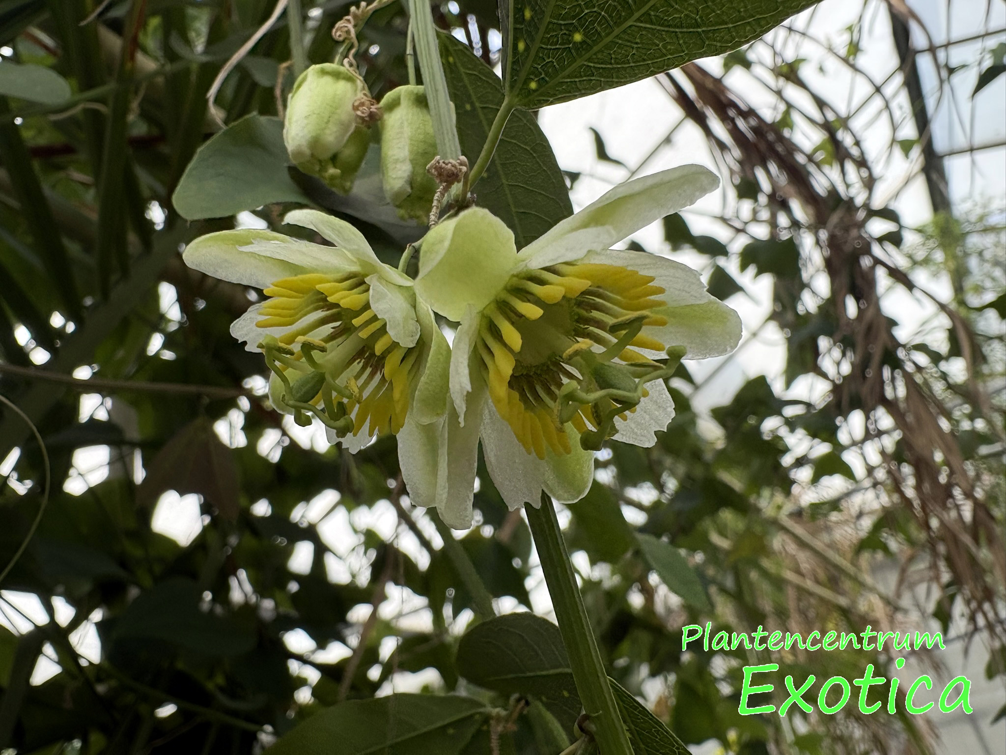 Passiflora Biflora - Afbeelding 2